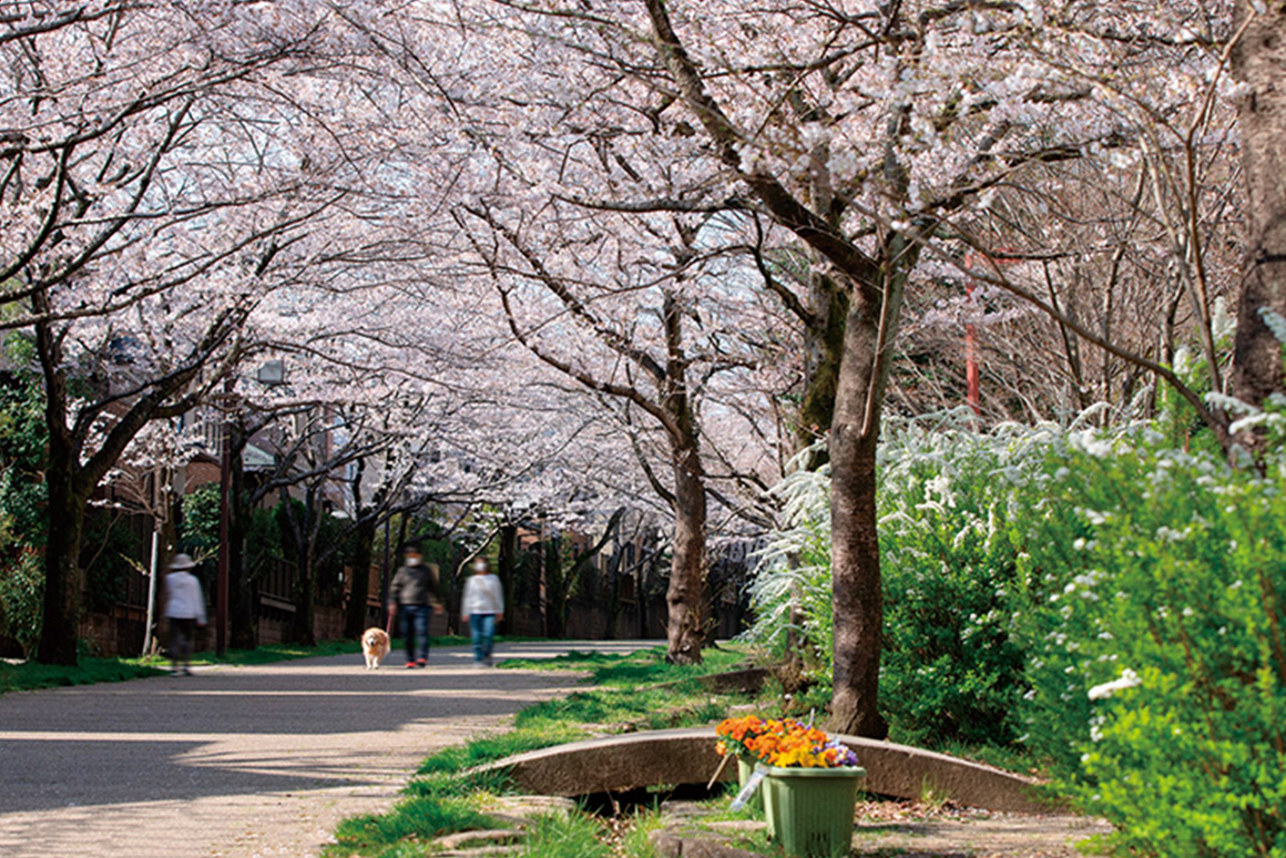 桜の季節は散歩をする人が増えるほど、美しい桜並木が(南大沢緑地/約960m)
